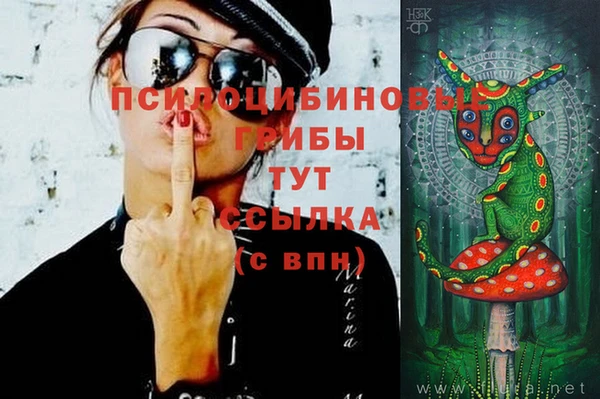 шишки Няндома